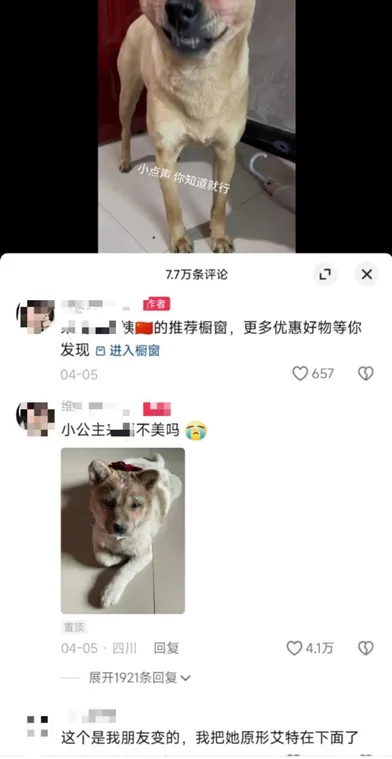 狗狗化妆带货，给你不一样的思路-商机库社区-六库全书-1688副业网